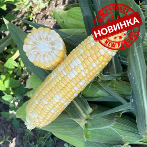 Казіно F1