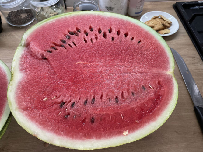 red_berry_f1 (4)