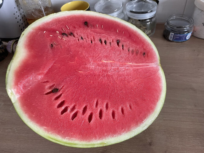 red_berry_f1 (9)