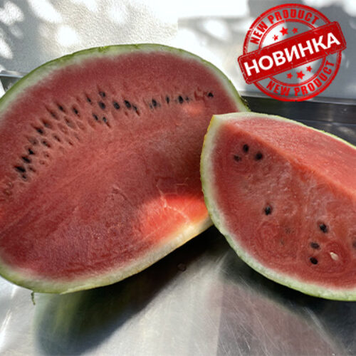 Молді F1 (WSN119)