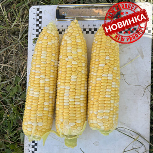 Обедієнт F1