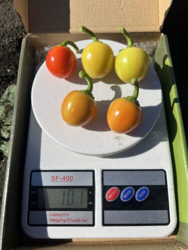 yellow_bomb_f1 (10)