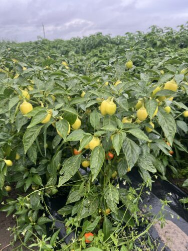 yellow_bomb_f1 (2)
