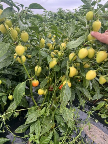 yellow_bomb_f1 (3)