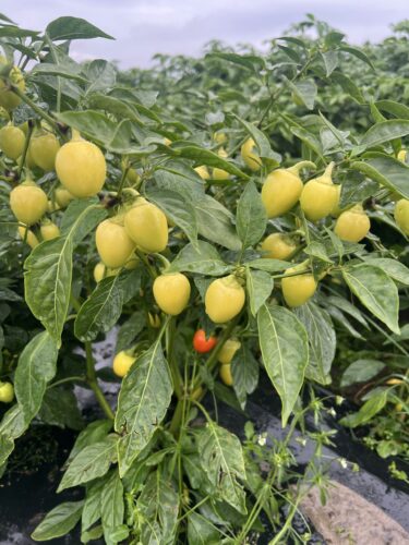 yellow_bomb_f1 (5)