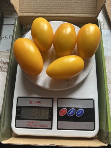 yellow_plam_f1 (1)