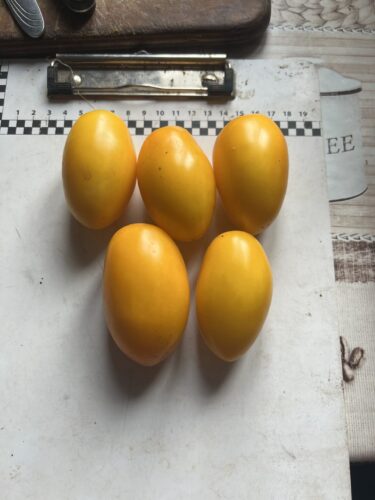 yellow_plam_f1 (2)