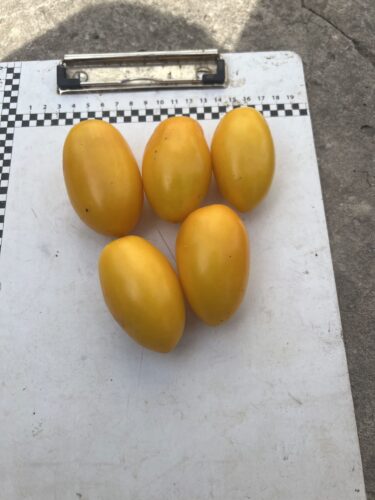 yellow_plam_f1 (3)