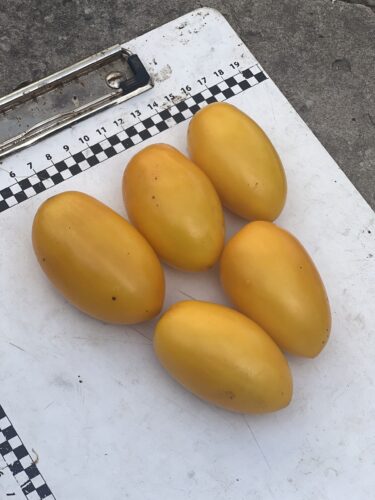 yellow_plam_f1 (4)