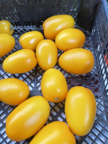 yellow_plam_f1 (6)
