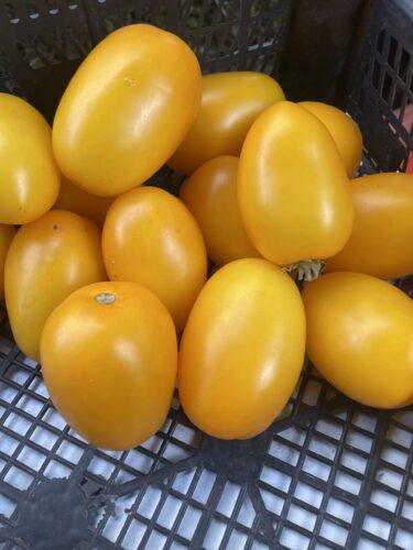 yellow_plam_f1 (7)